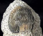 Scabriscutellum hammadi CHATTERTON et al. 2006 - Bild © FossNet FossilienStore